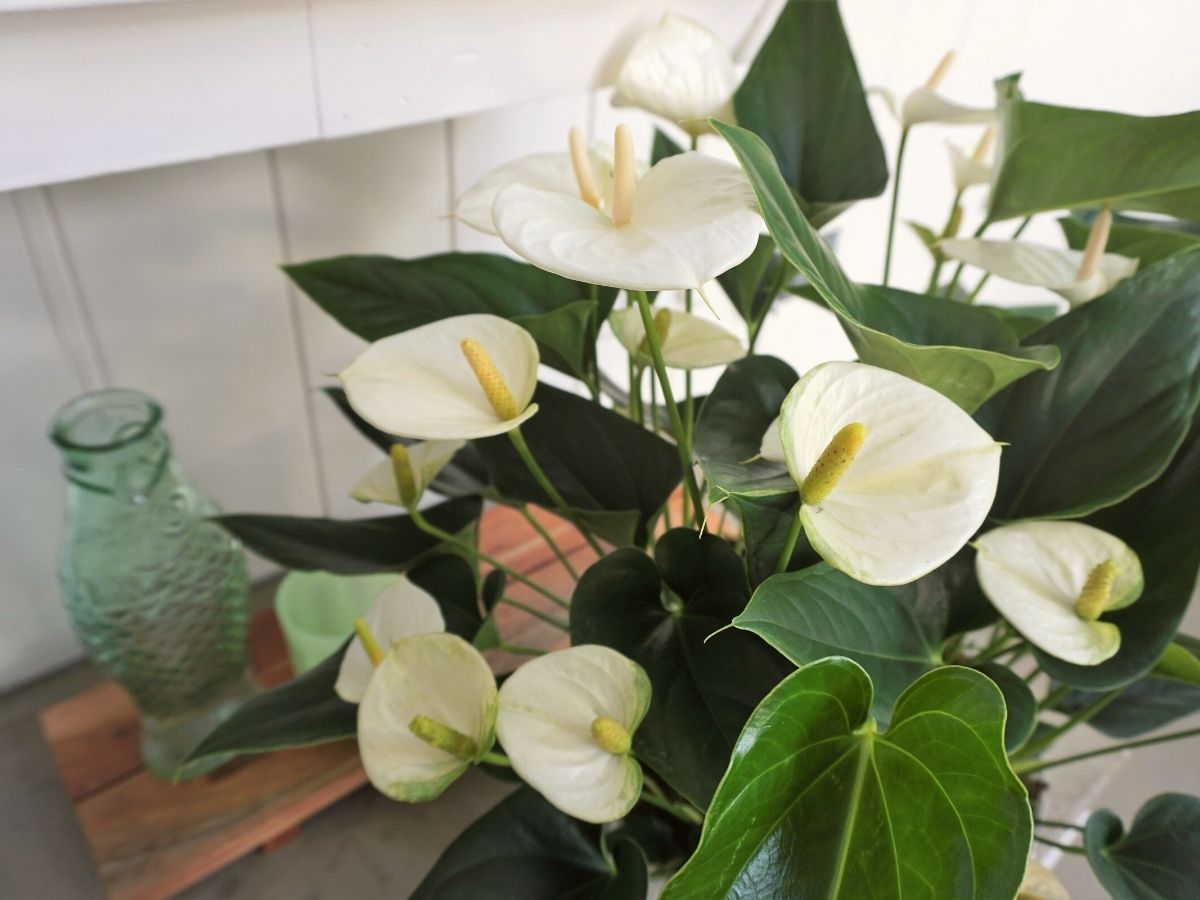 White anthuriums exude delicacy