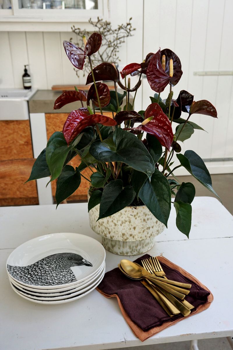 Brown anthuriums are the perfect addition to a centertable