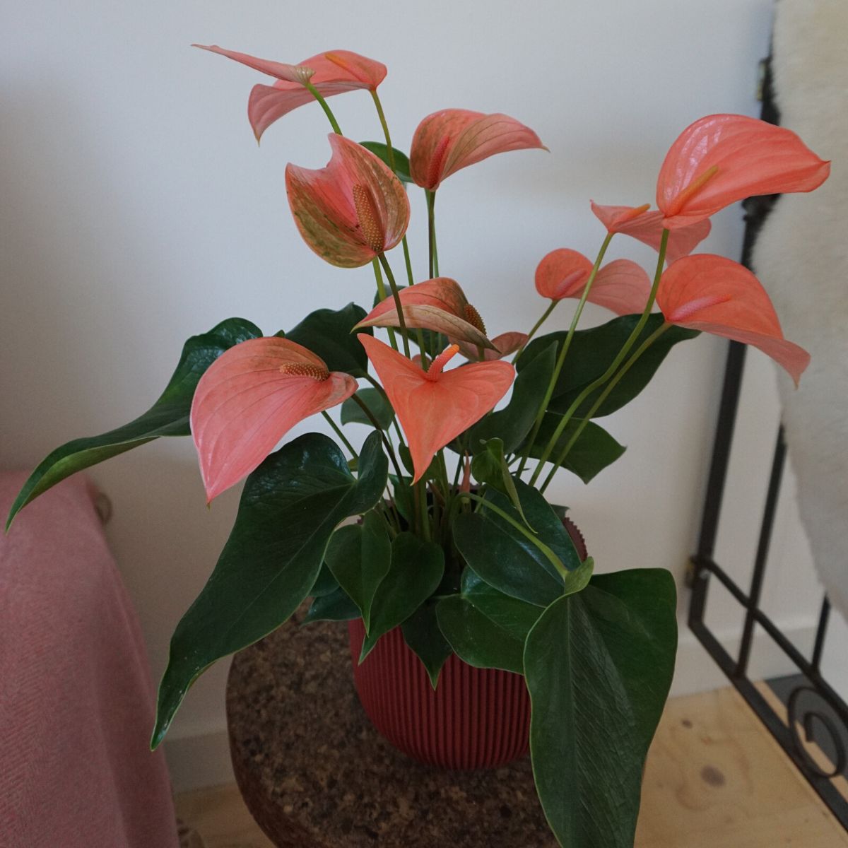 Information on the origin of anthuriums