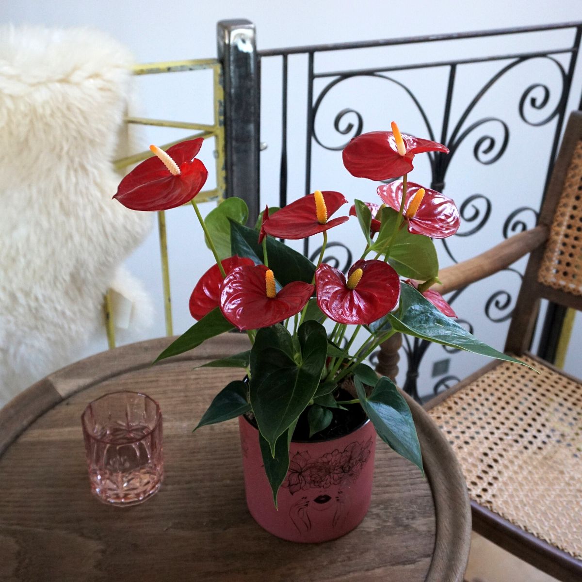 Red glossy anthuriums featured