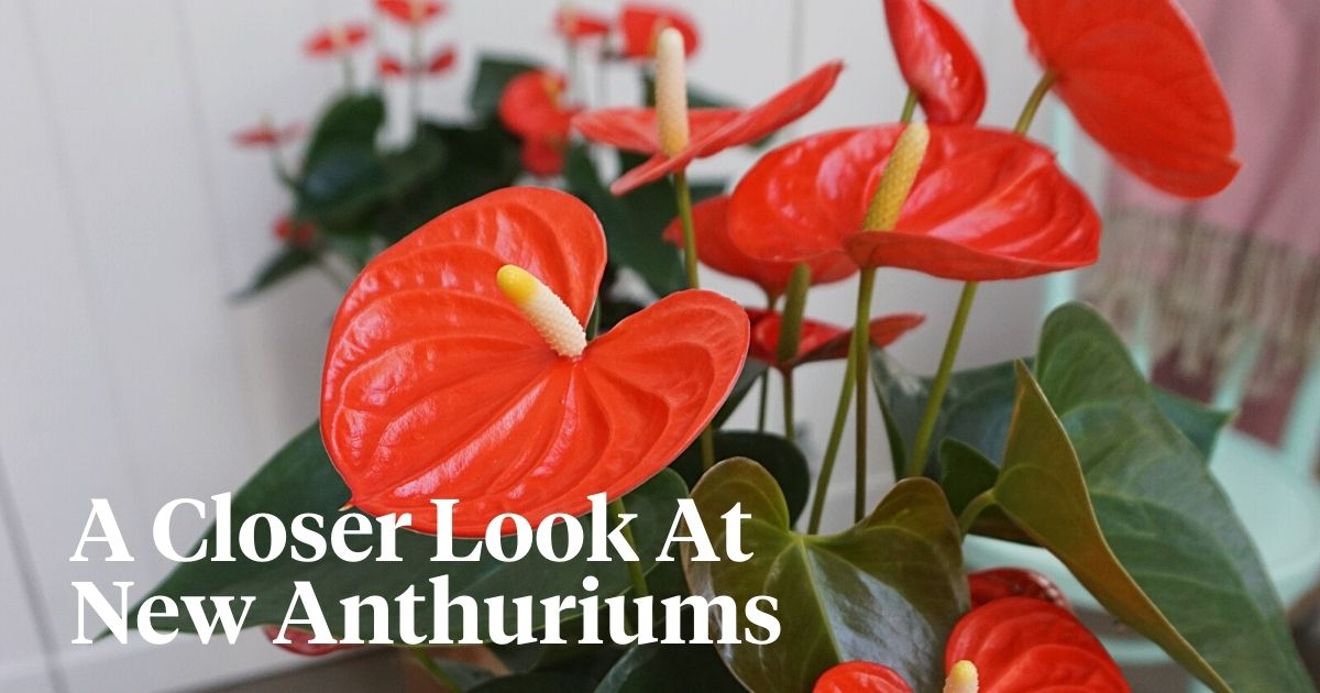 A closer look at new anthuriums header