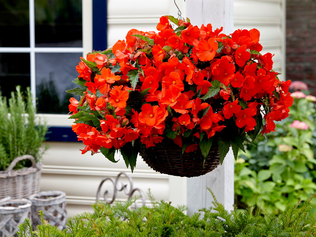 Florencio Koppe Begonia FlowerTrials