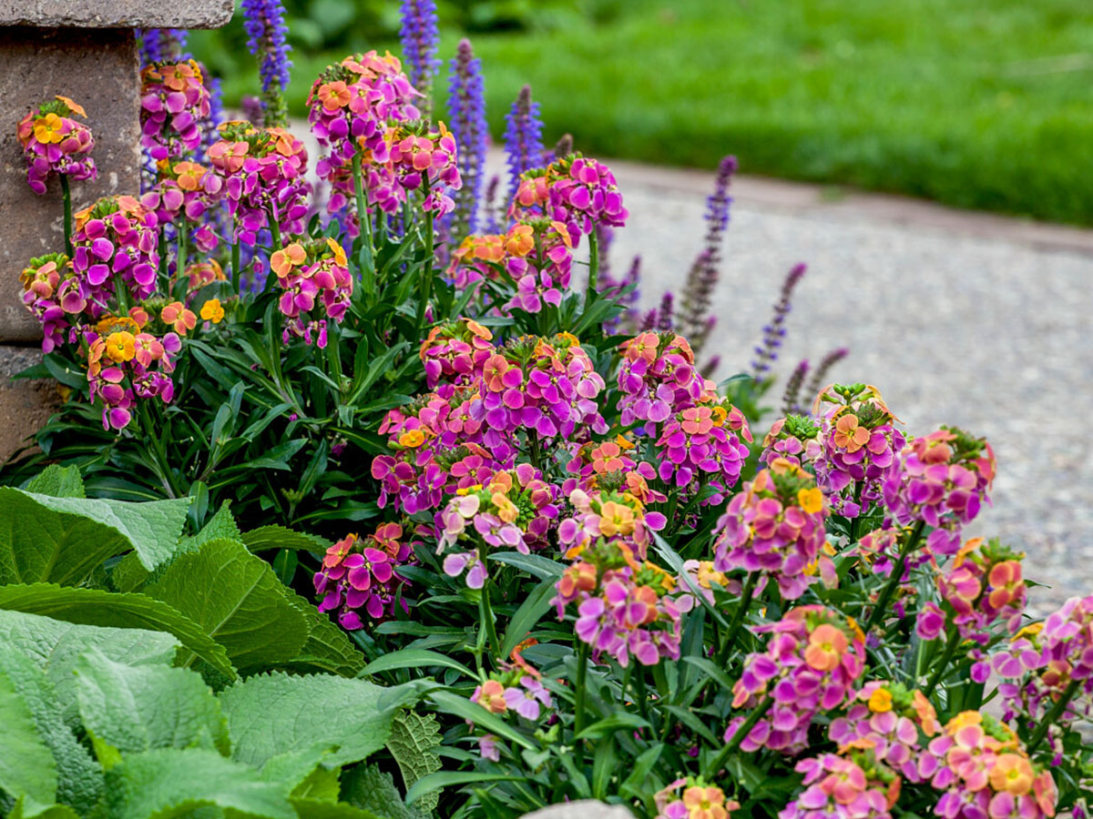 Syngenta Erysimum FlowerTrials