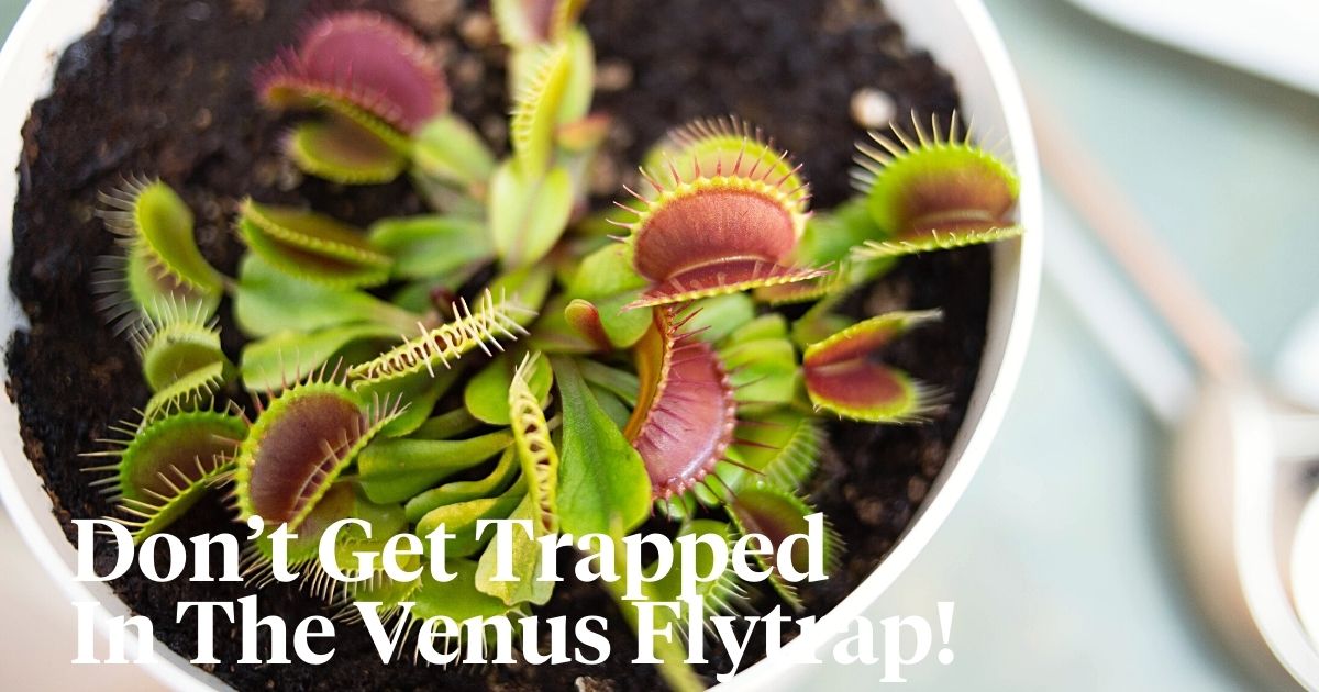 How to Care for Venus Flytraps Indoors - VENUS FLYTRAPS