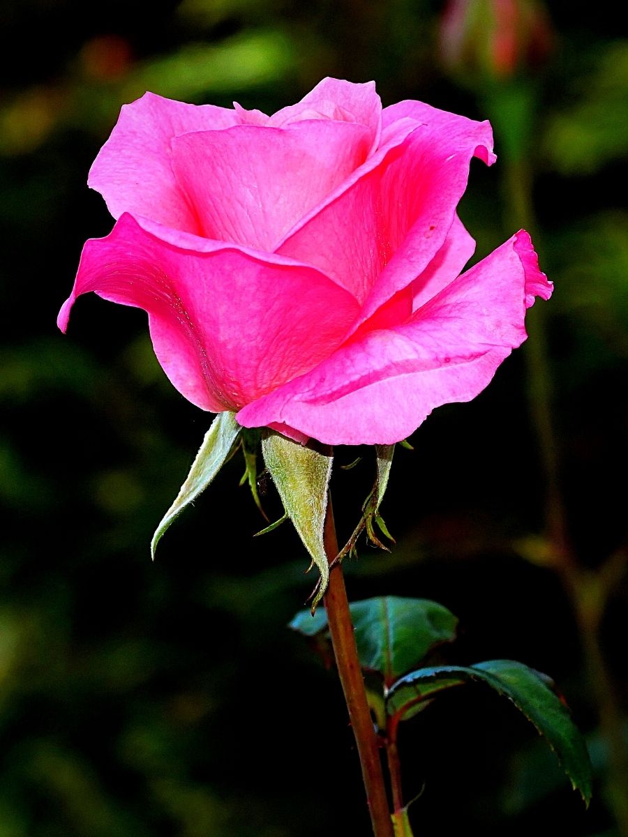 A pink rose for the June birth month