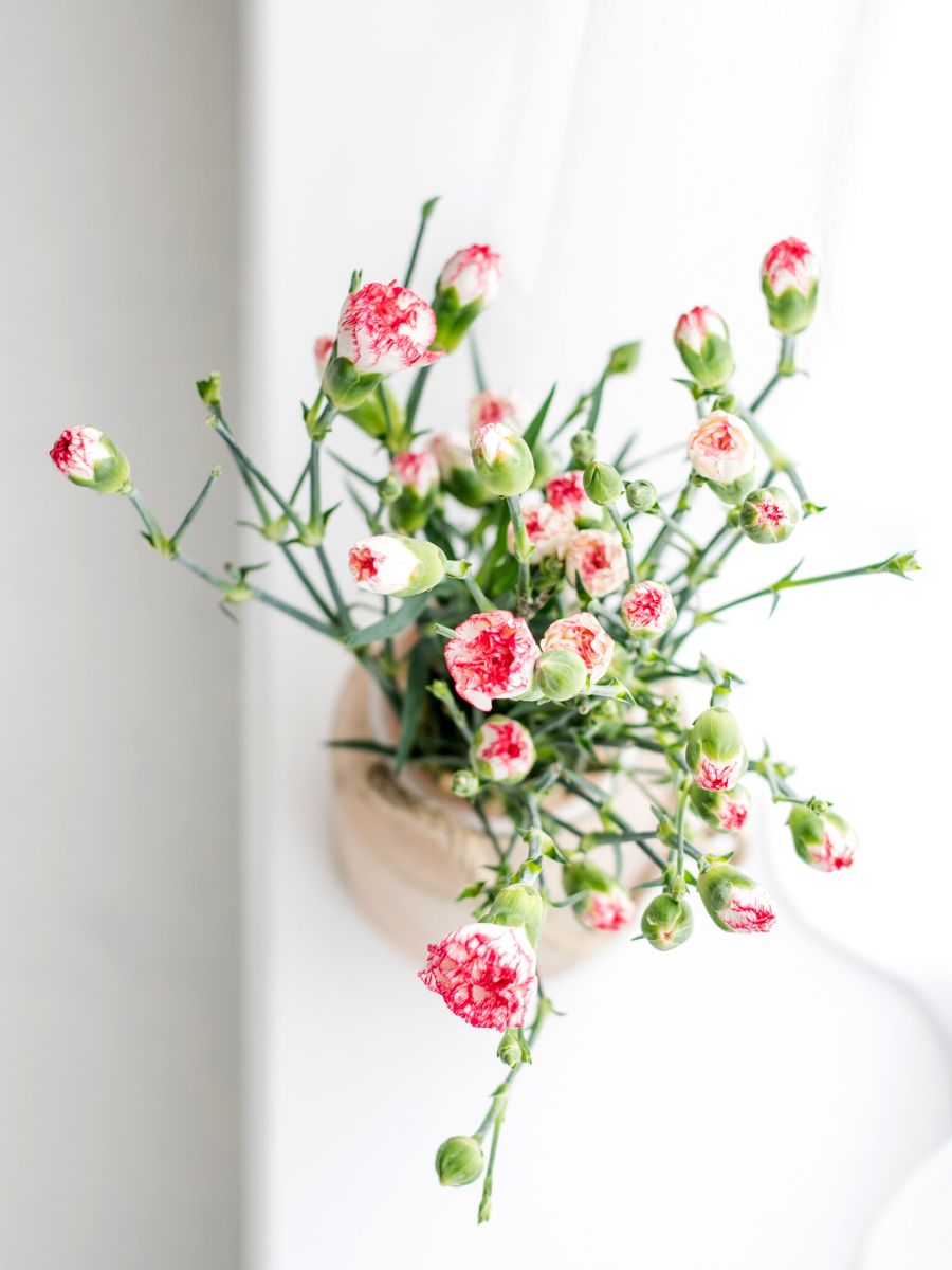 Five tips to make your blooms last for a longer period of time