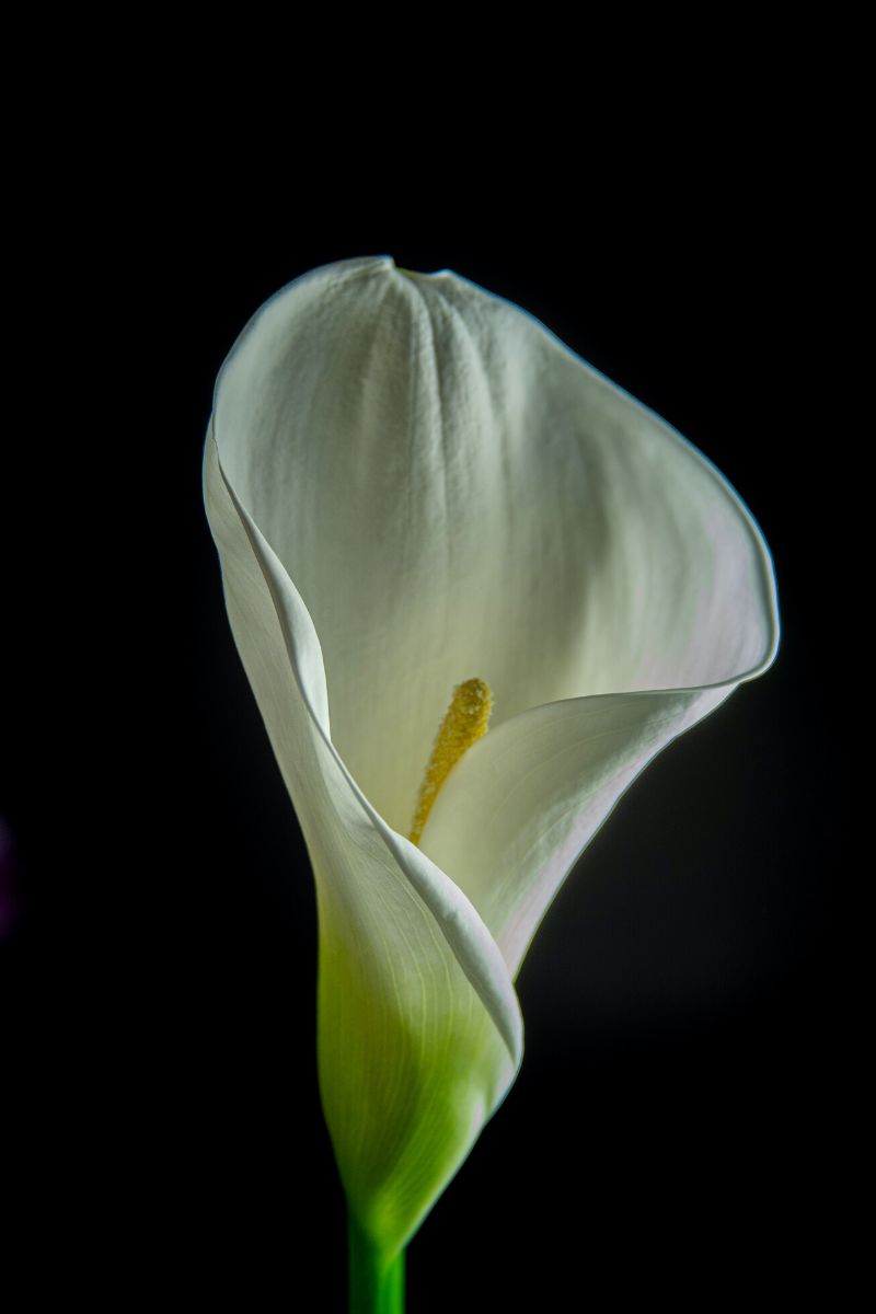 The divinity of calla lilies