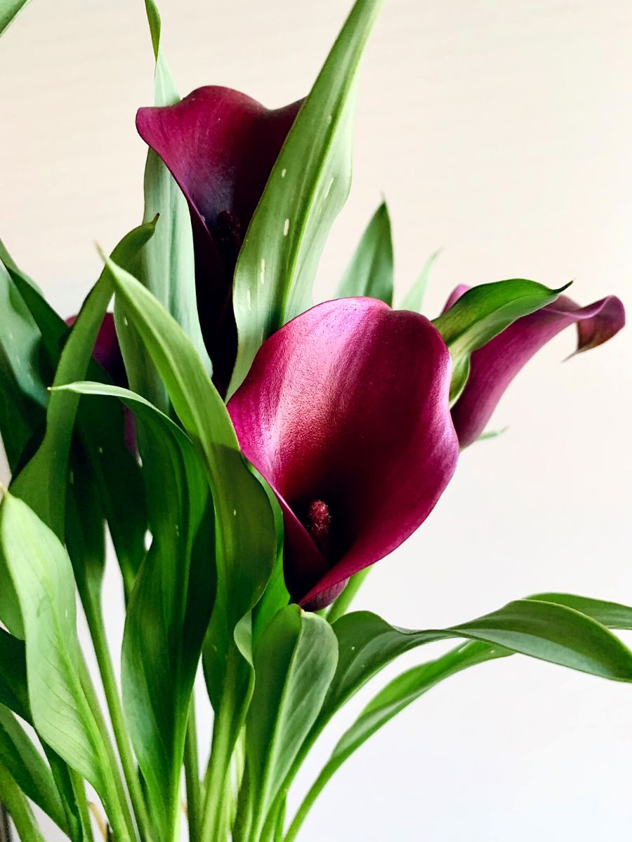 Calla lilies flowers are perfect for a colorful bouquet
