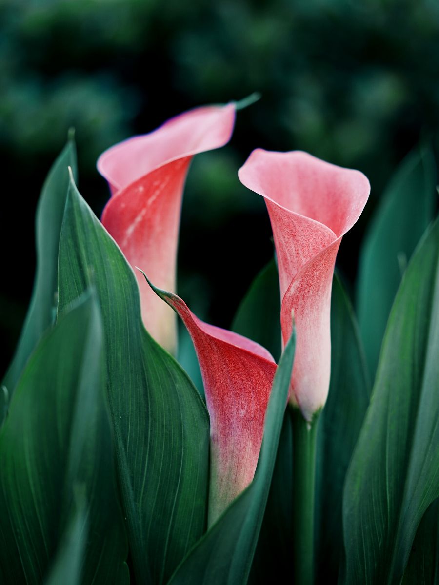 Symbolism of different calla lily colors