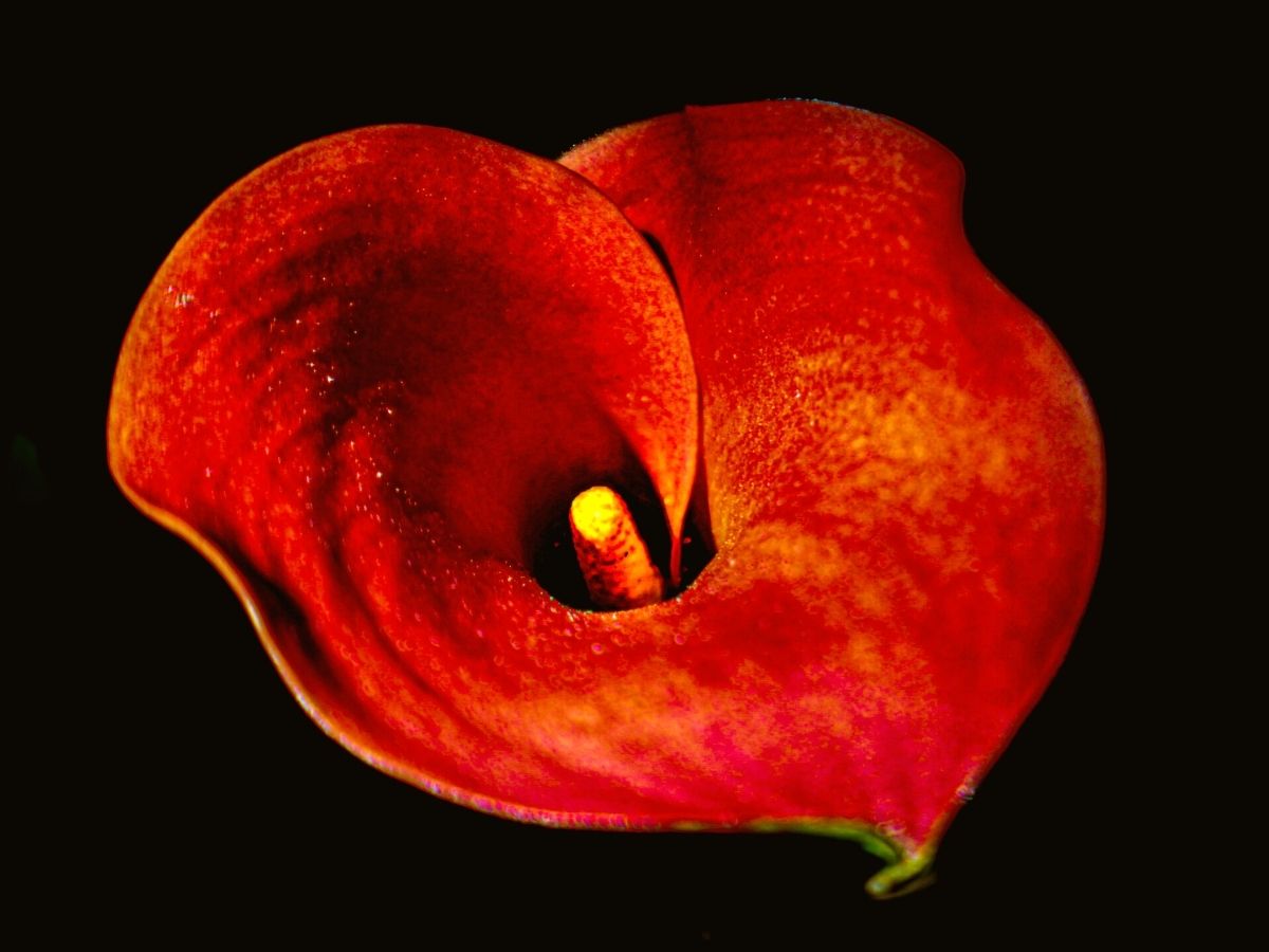 Red calla lily flower looks spectacular in a bouquet
