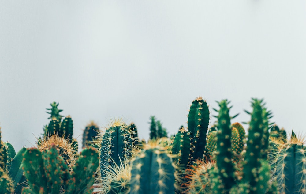 Cactus Nursery Ariane on Thursd