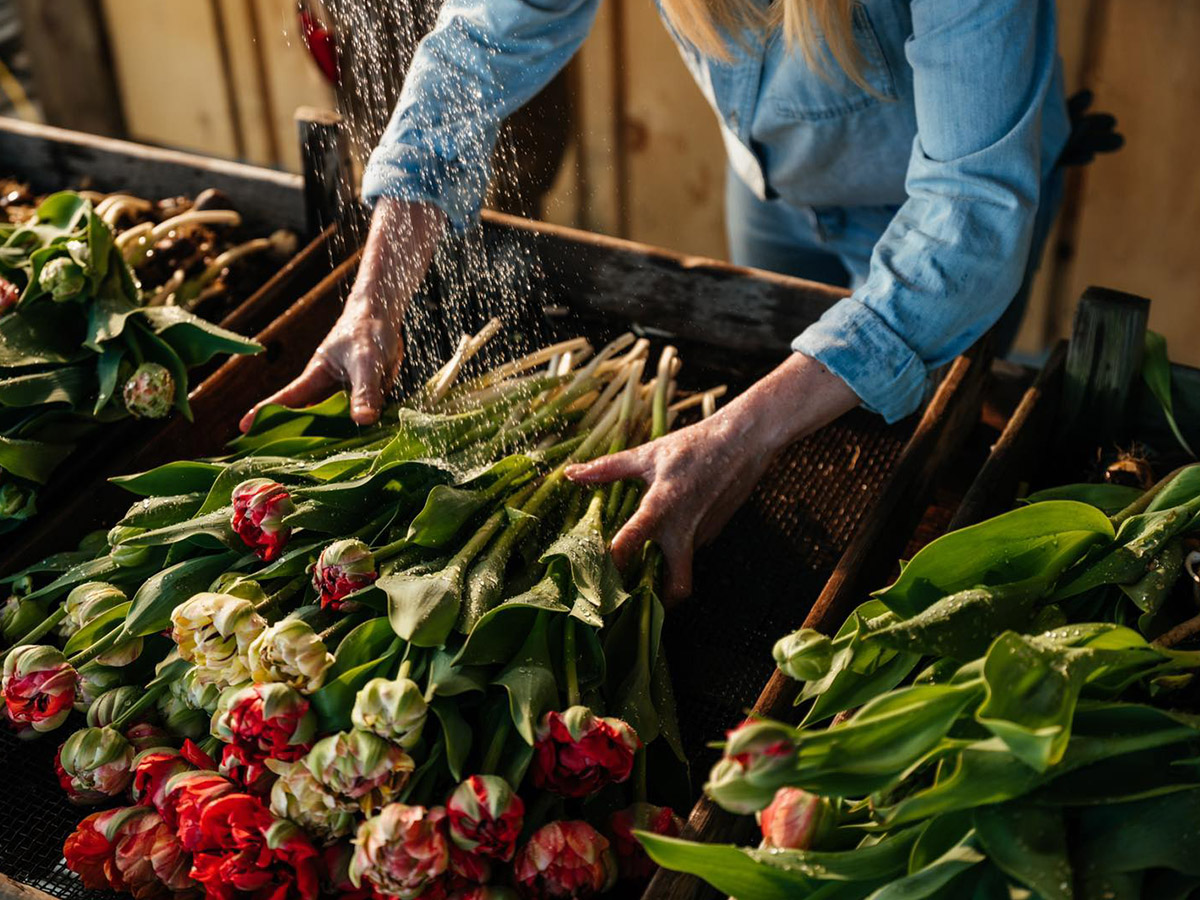 Dahlia May Flower Farm Washing Tulips