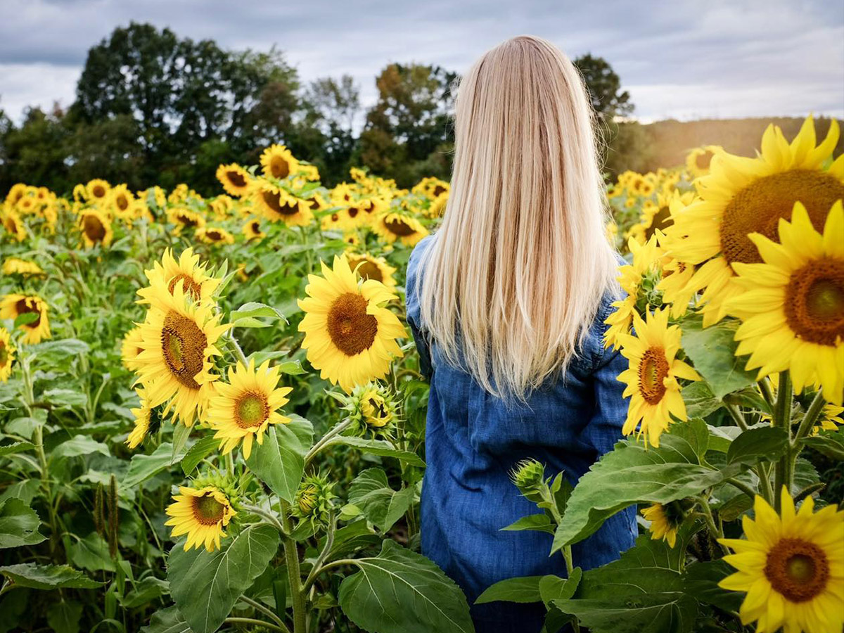 Dahlia May Flower Farm Sunflower field