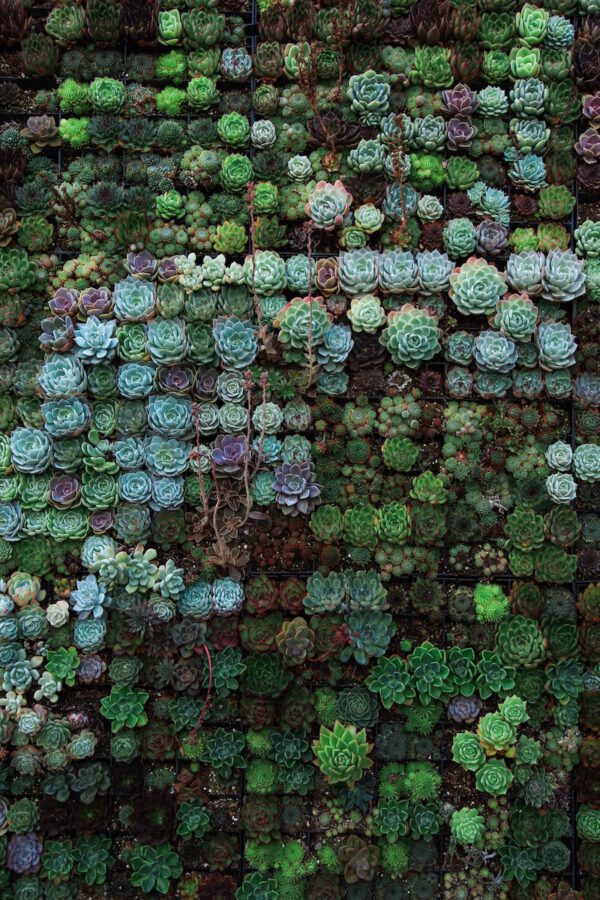 Succulents at Nursery Ariane on Thursd