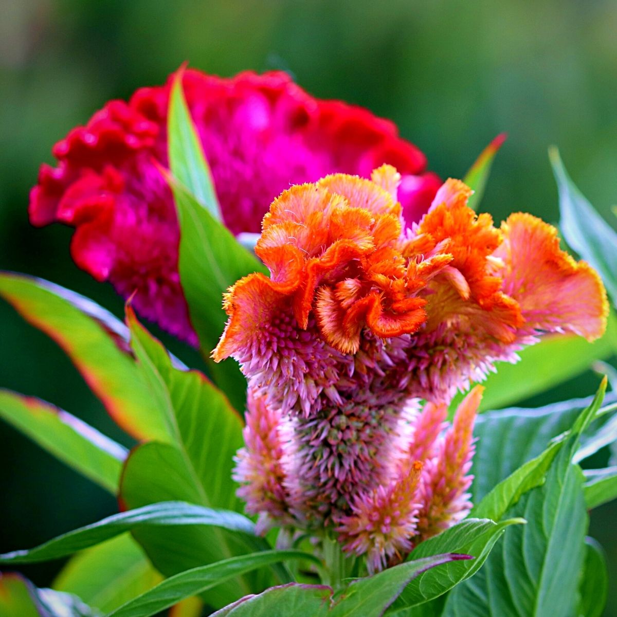 Celosia summer flower, also known as cockscomb