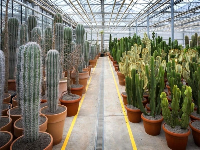 Cactus Nursery Ariane - the Valhalla for Cactus Lovers Exclusive varieties