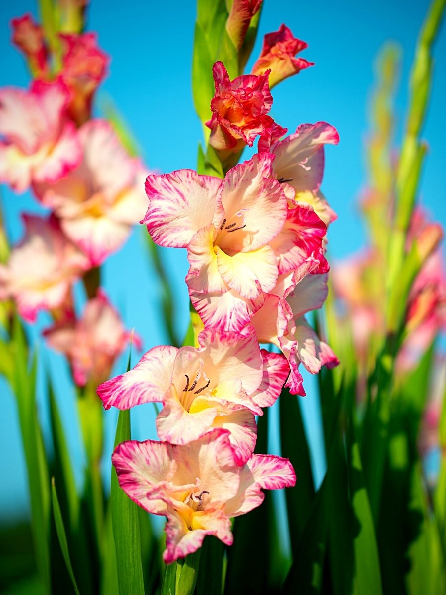 gladiolus summer flowers in a garden