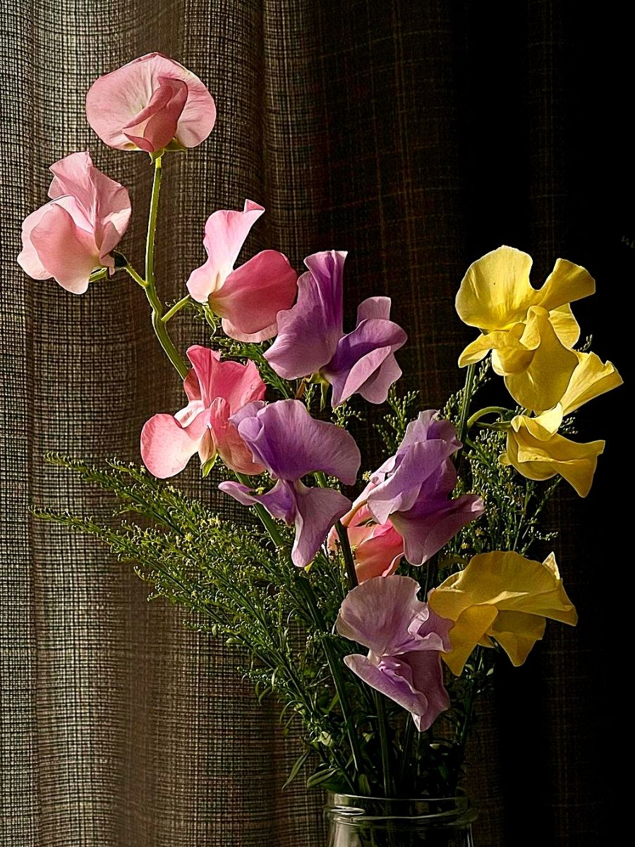 Sweet Pea summer flower