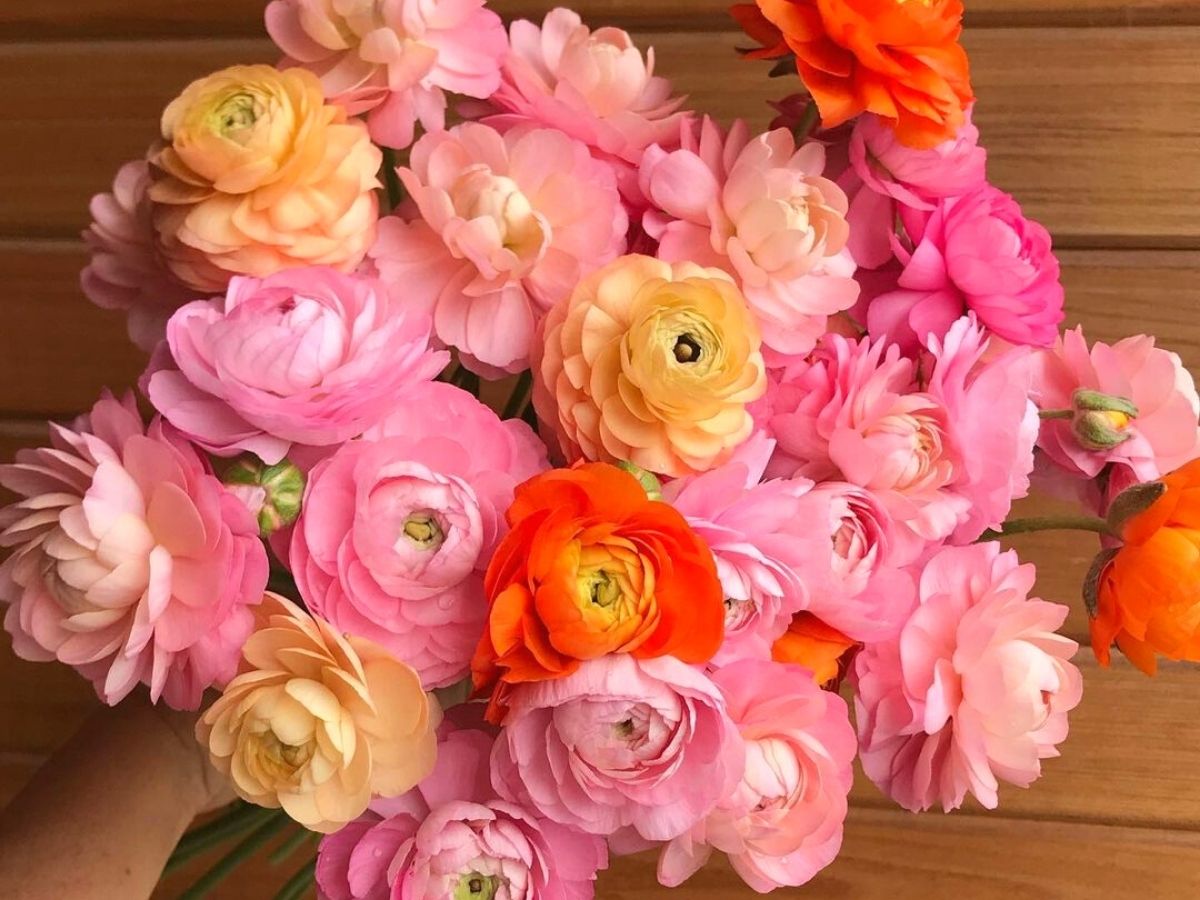 Ranunculus are one of Beckys favorite flowers