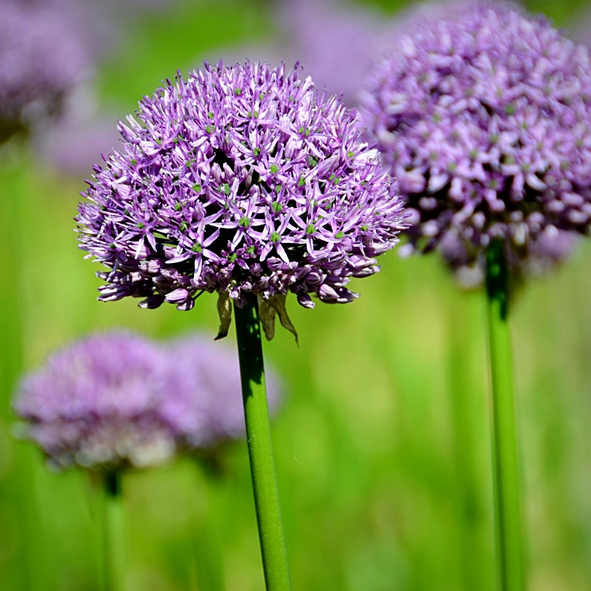 Allium summer flowers