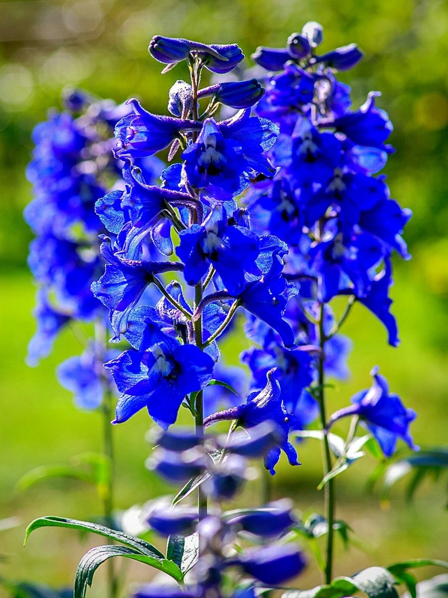delphinium summer flowers with blue petals