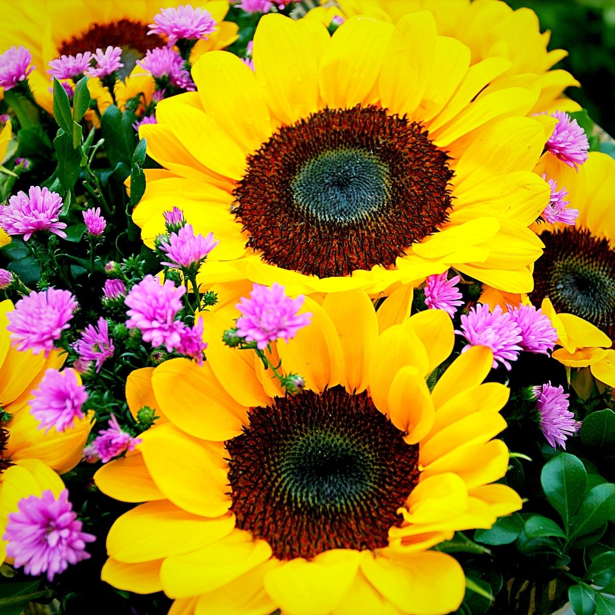 The sunflower is a classic summer flower