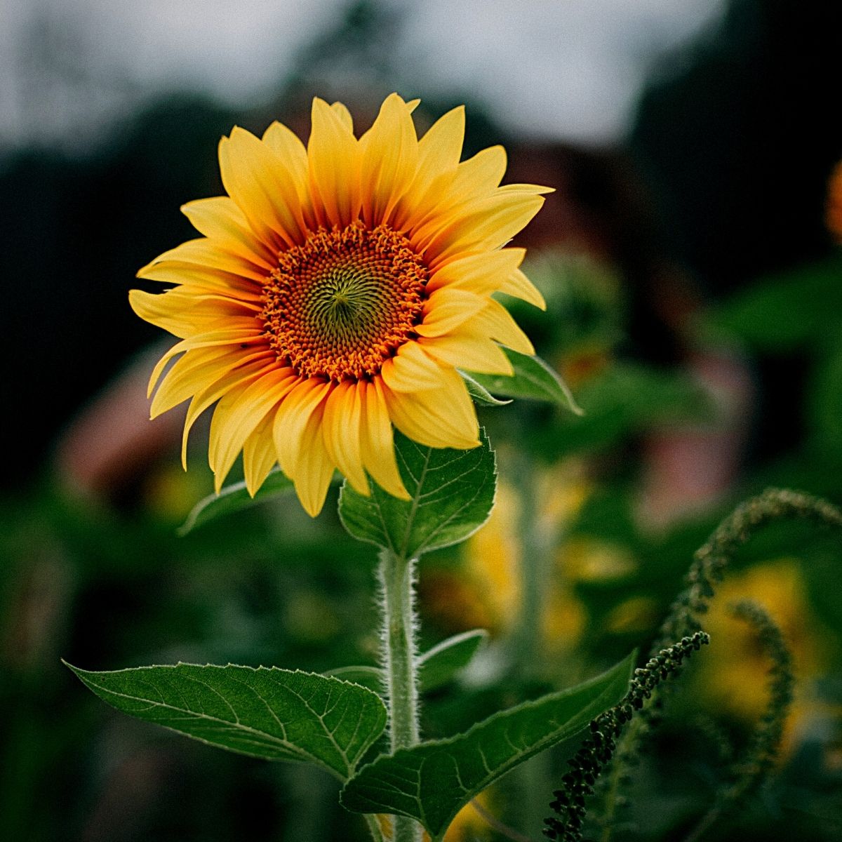 the sunflower, a classic summer flower