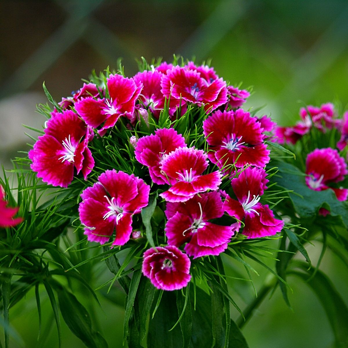 Sweet william summer flowers