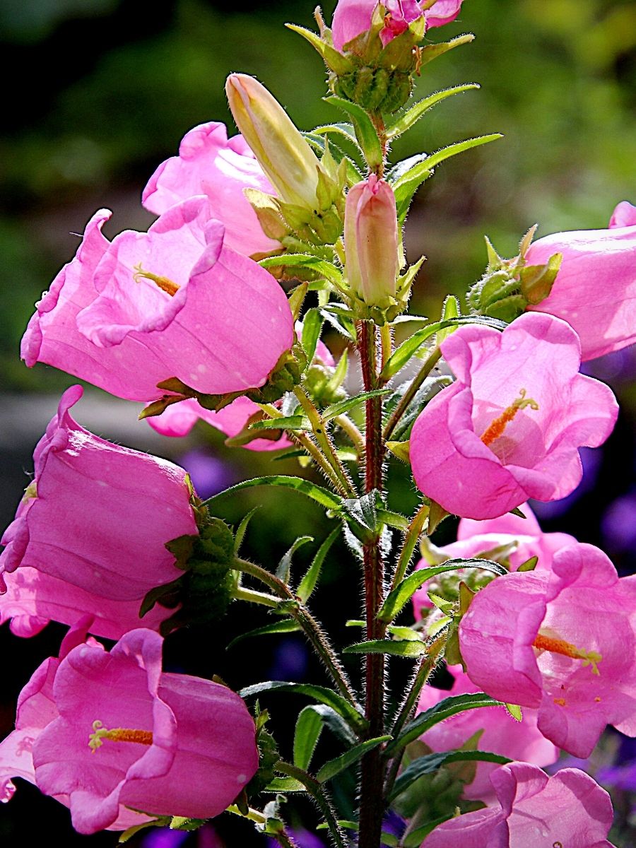 Classic summer flower campanula also called bellflowers