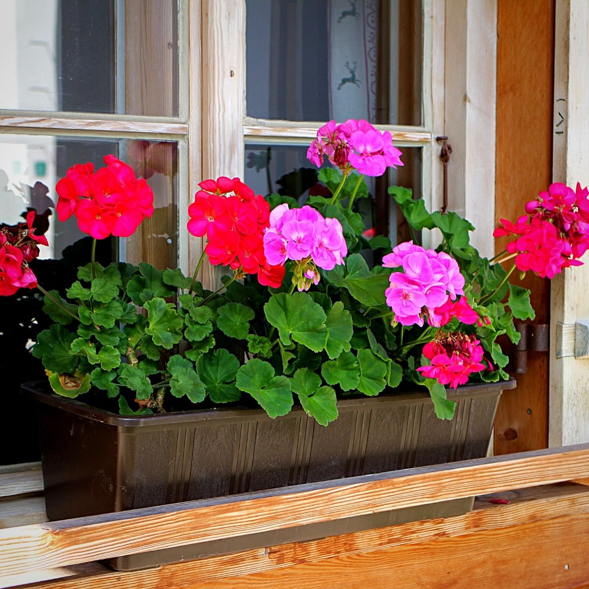 Pink and red Geranium flowers 