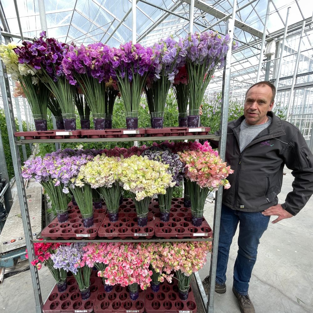 Lathyrus in greenhouse on trolley