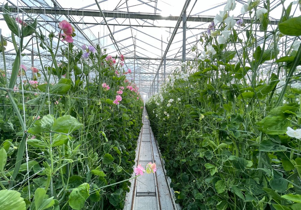 Lathyrus greenhouse