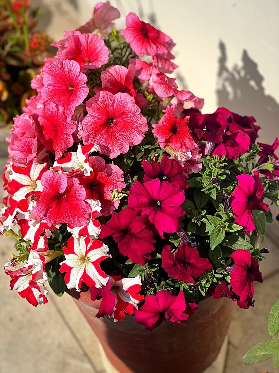potted petunia summer flowers