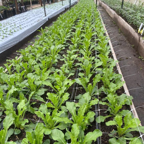 Flowers Grown With Love at the Happy Trails Flower Farm Greenhouse