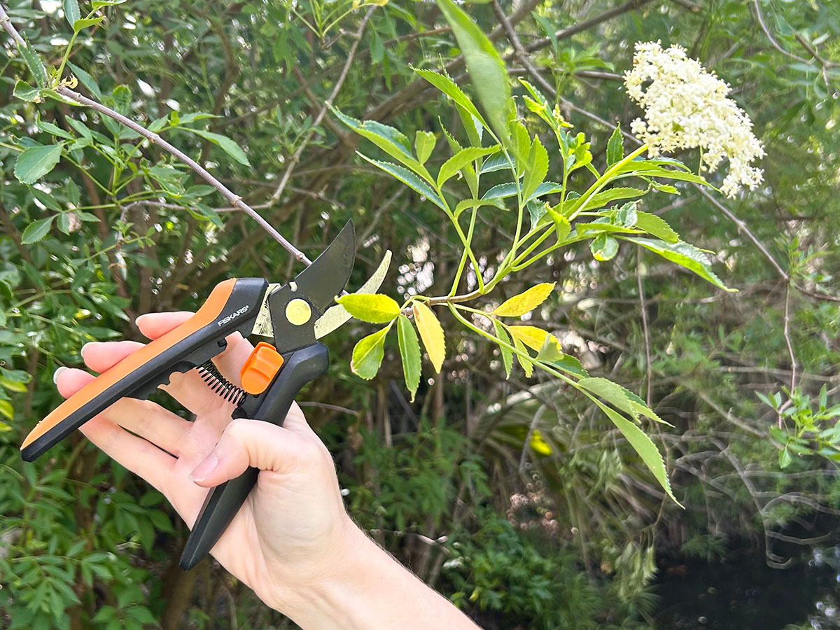 Ashley Rodriguez Foraging