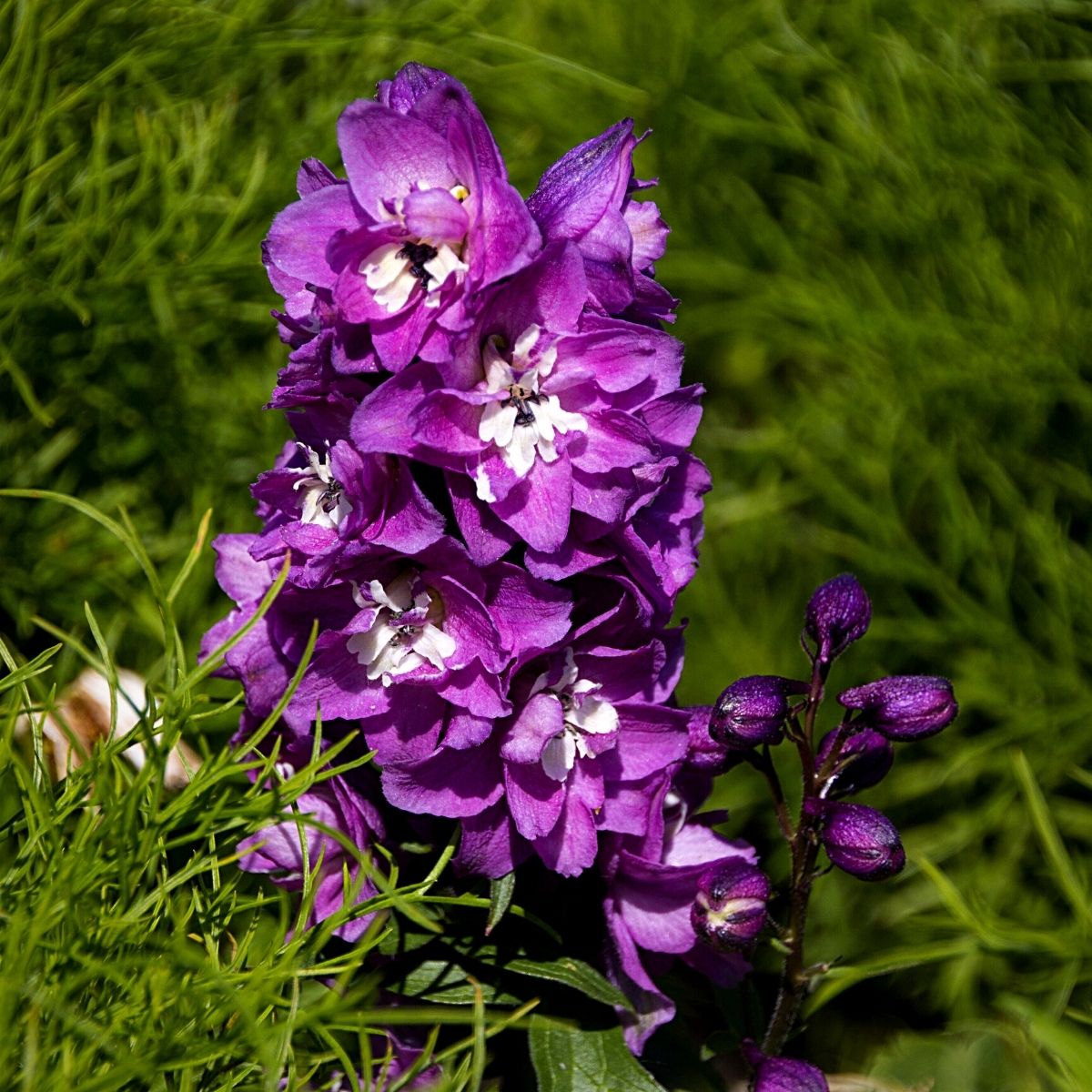 larkspur-birth-month-flower-best-flower-site