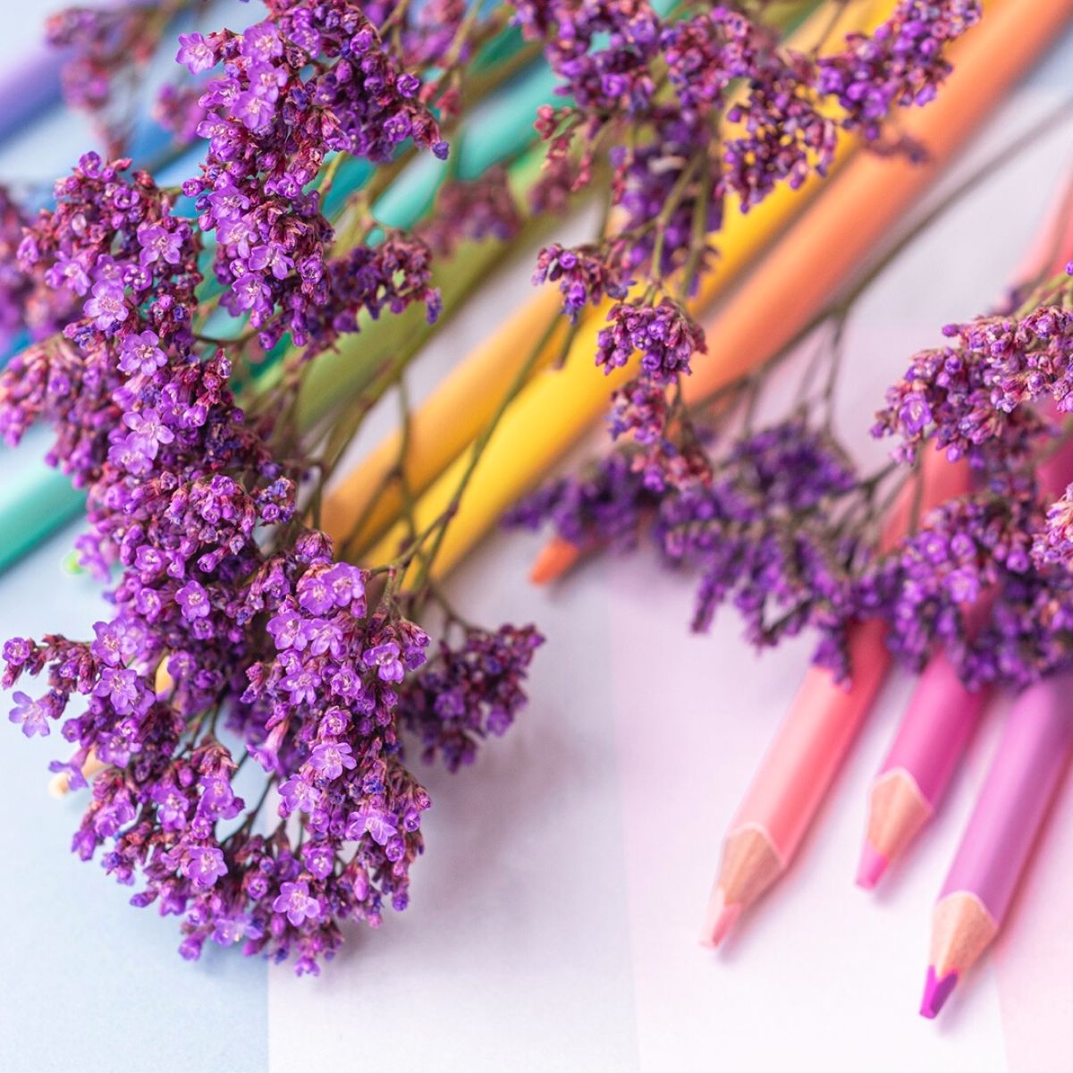 Limonium glimmer in purple colors