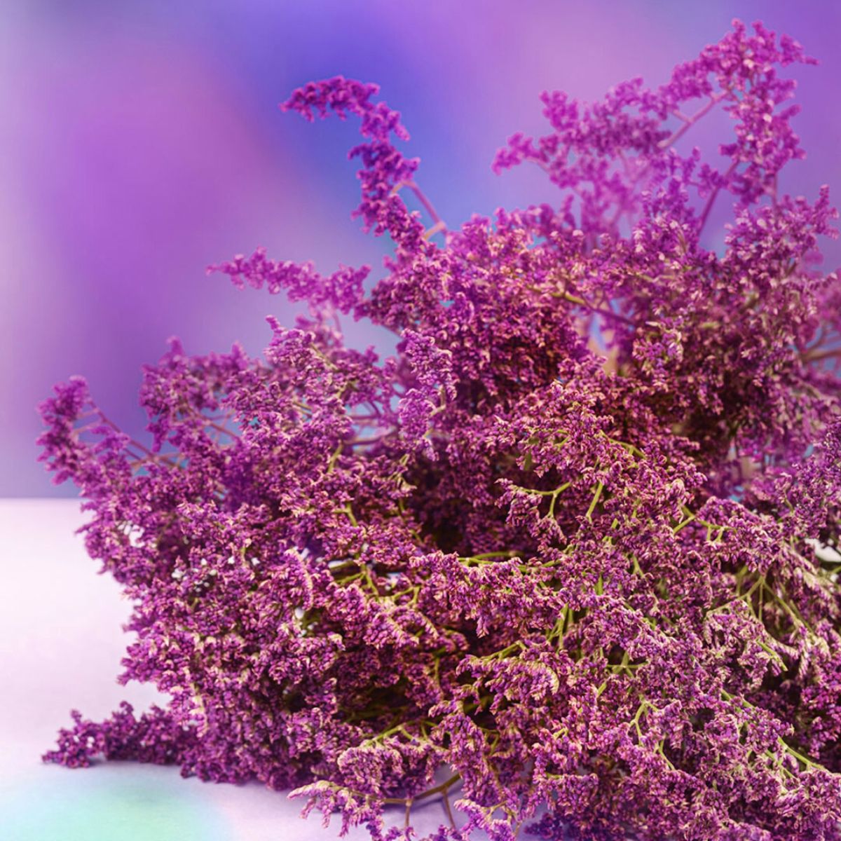 Limonium Shooting Star glimmer