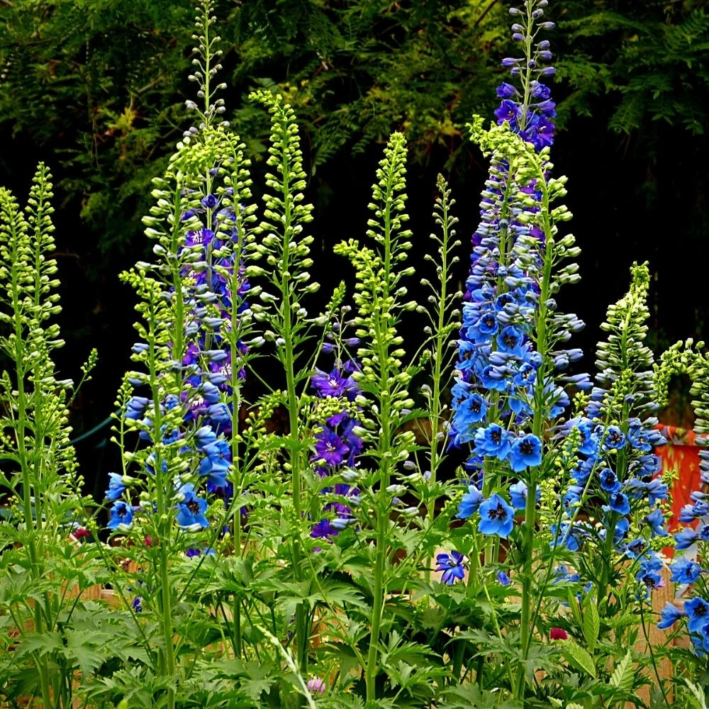 Delphinium flowers small feature image