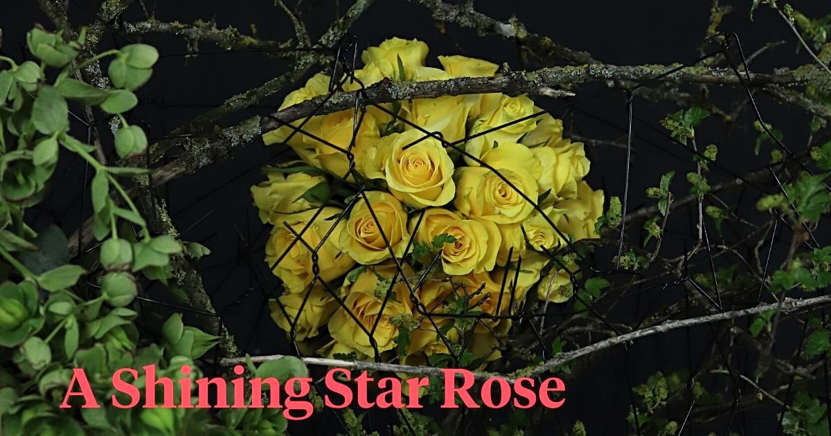 A shining star rose header