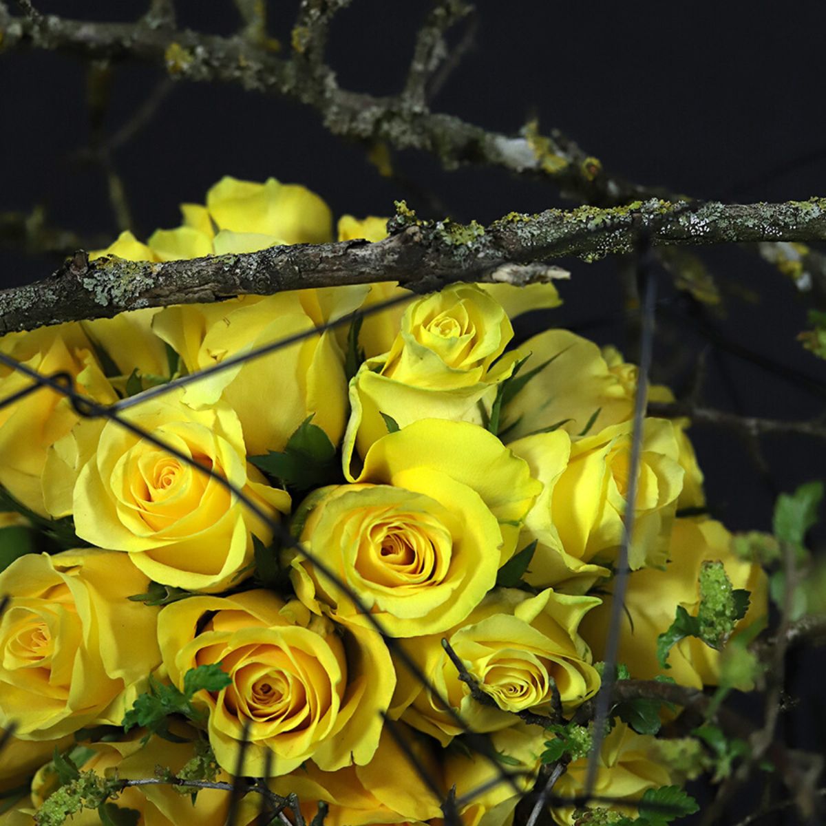 Rise and shine yellow rose featured