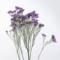 Limonium Shooting Star