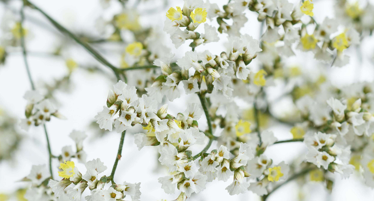 Limonium Sinensis Sensy White cut flower on Thursd header