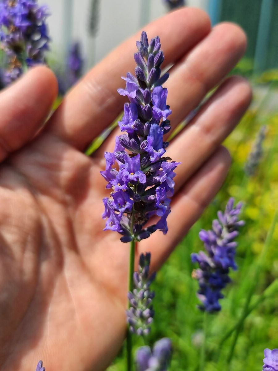 Lavandula Sensational characteristics