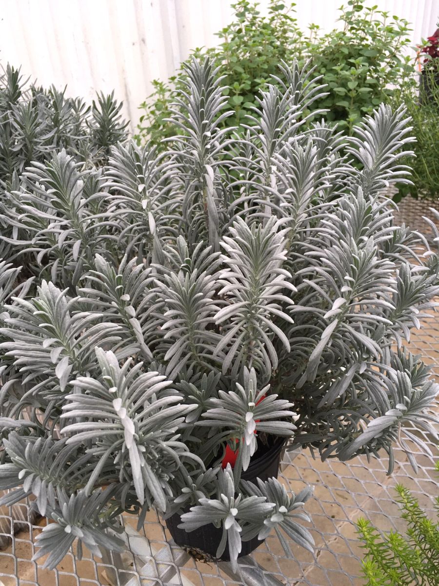 Lavandula Sensational before blooming