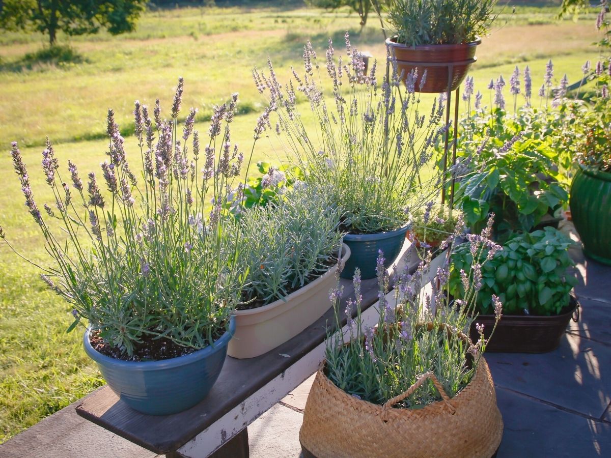 Landscape filled with Lavandula Sensational