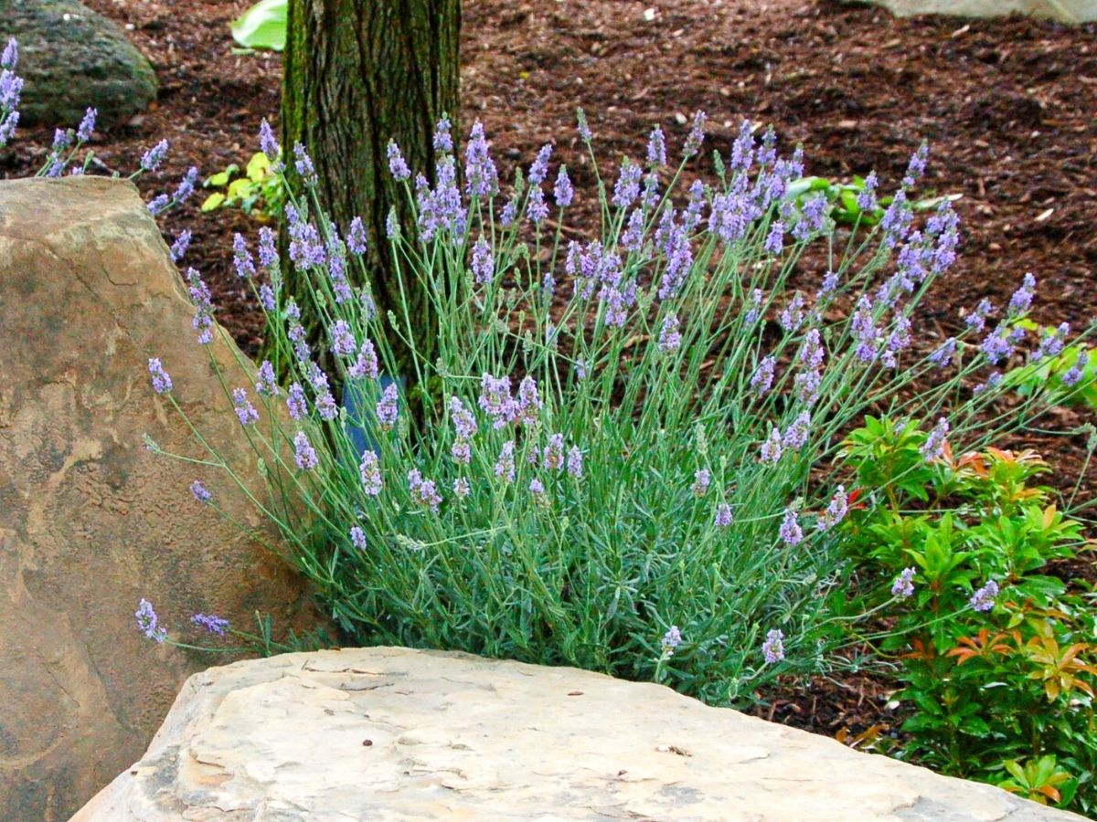 Close view of purple color of Lavandula Sensational