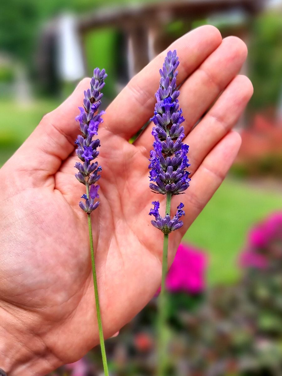 Lavandula Sensationals wow factor