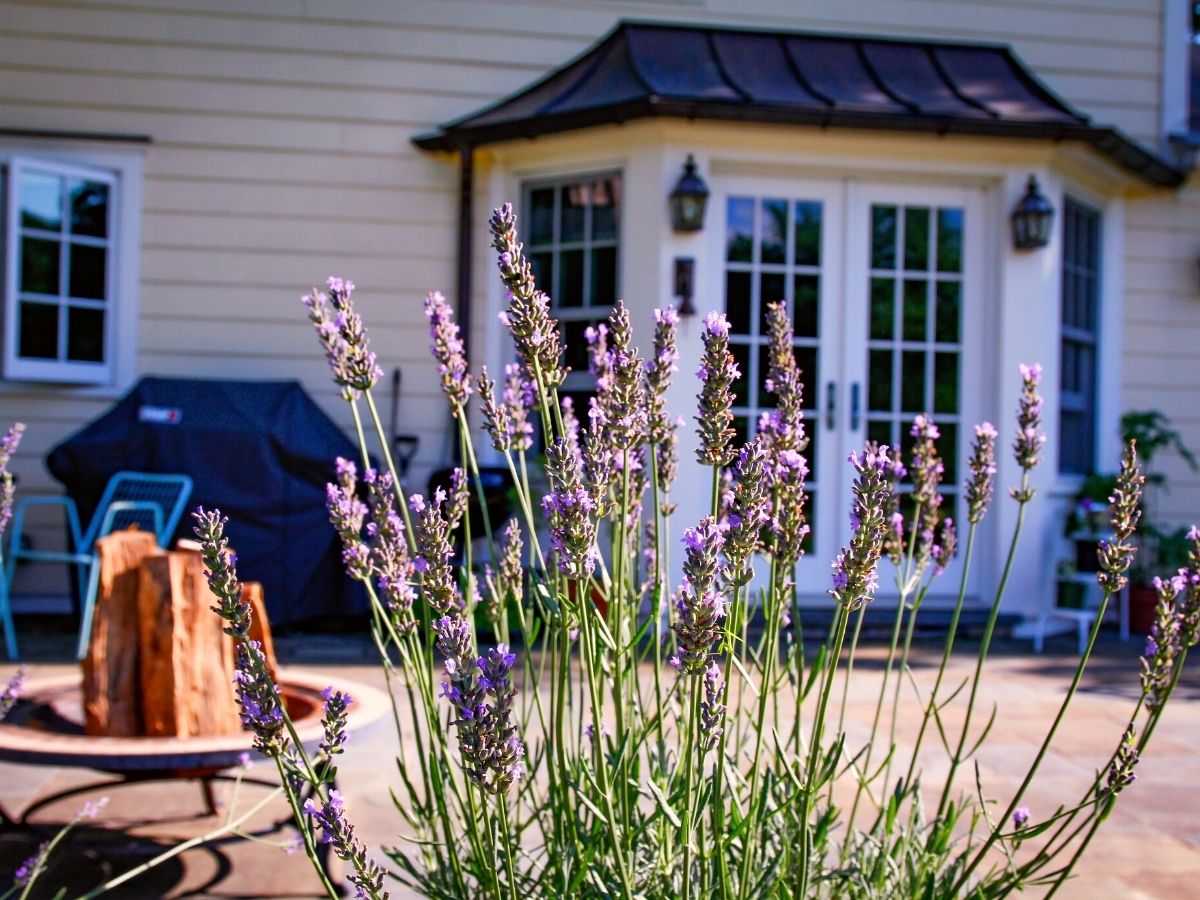 Lavandula Sensational is a very appealing plant