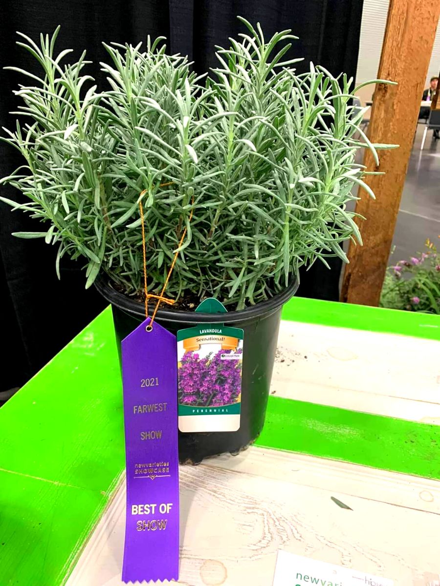 Lavandula Sensational could be named plant of the year